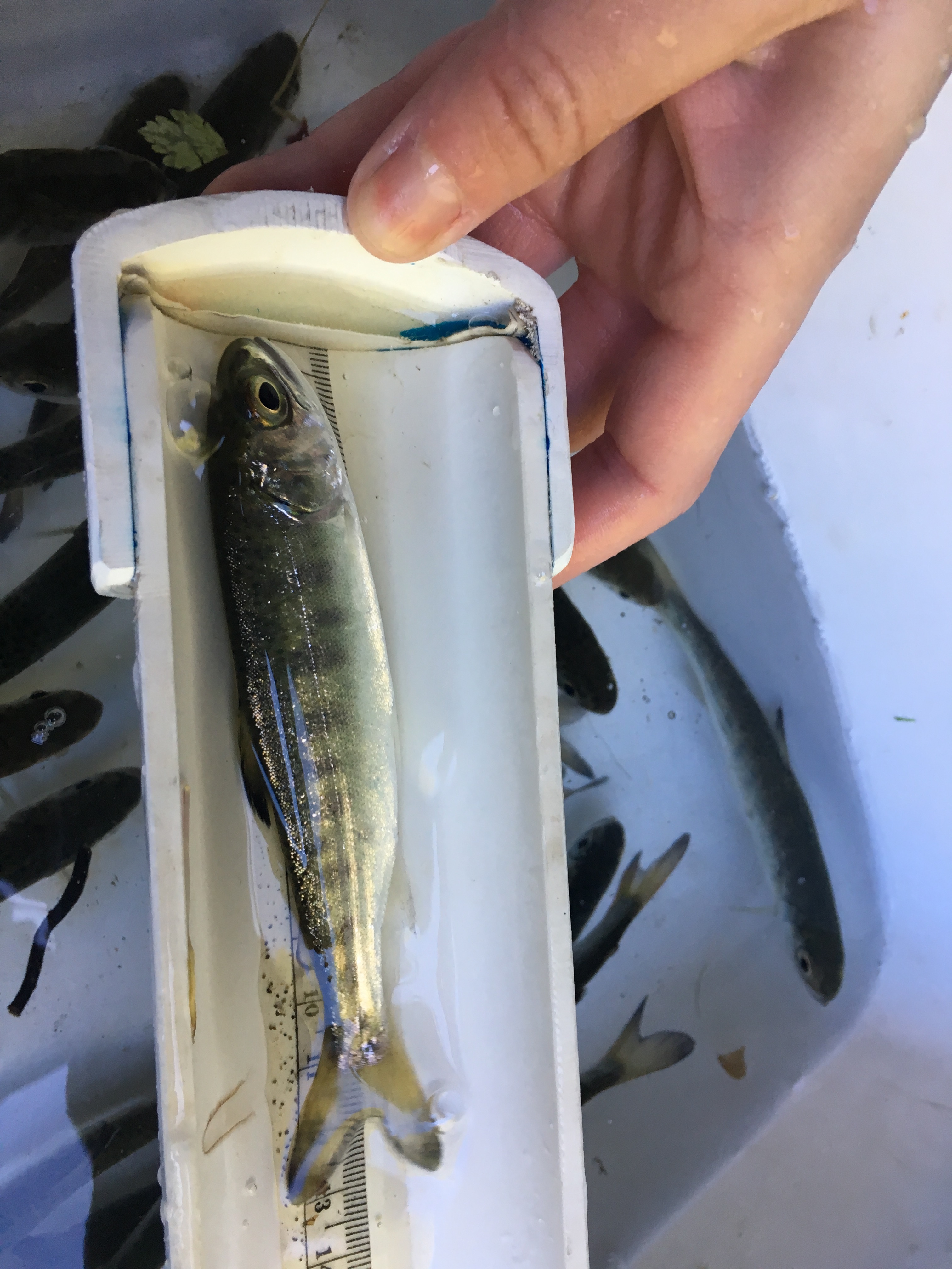 A silver fish being measured above a small pool of other fish